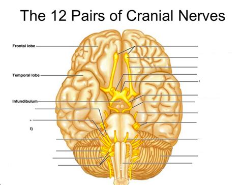 Cranial Nerves Diagram Quizlet