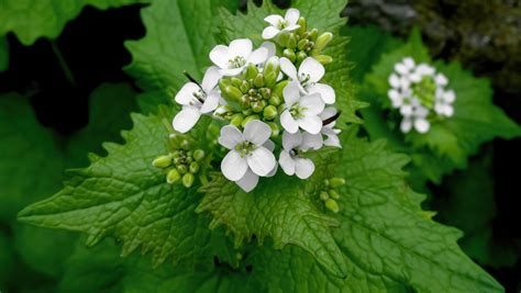 What Is Garlic Mustard And What Does It Taste Like