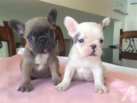 Black and white brindle french bulldog puppy picture. VIDEO A Video Compilation Of French Bulldog Puppies ...