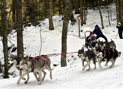 Sur la neige en traineau, sur les chemins de randonnées en kart. La Bresse - Loisirs. Balade en chiens de traîneau dans les ...