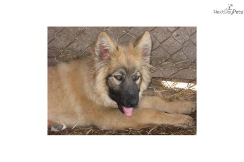 90 medford oregon rv parks & campgrounds. Shiloh Shepherd puppy for sale near Medford-ashland, Oregon | 57c39da9-f5c1