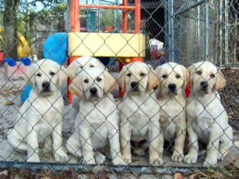 Our puppies are very social because they are truly home raised. and not in an outside kennel. Gorgeous Yellow Labrador Puppies For Sale in Florida - YouTube