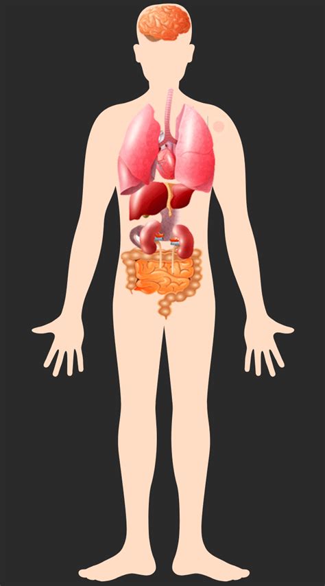 Human Body Animated Pictures Images And Photos Finder