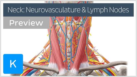Neurovasculature And Lymph Nodes Of The Neck Preview Human Anatomy