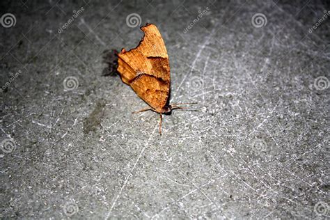 Common Evening Brown Butterfly Melanitis Leda In Dry Season Form