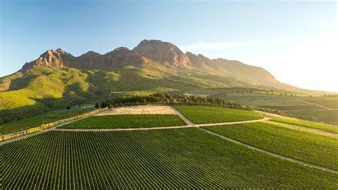 Aerial View Of Vineyards Near Stellenbosch Western Cape South Africa