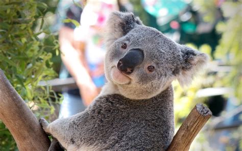 Koala Windows 10 Theme Themepackme