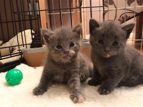 Grey Kittens In Stretton Staffordshire Gumtree