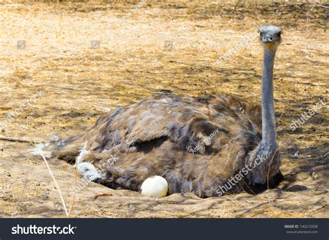 Mother Ostrich With The Eggs Stock Photo 140210338 Shutterstock