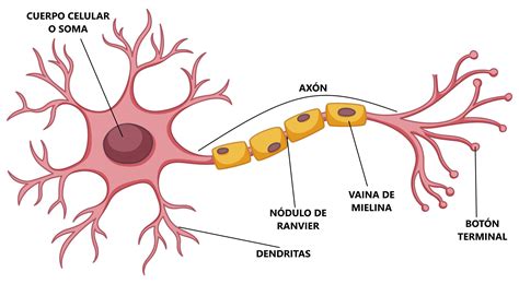 La Neurona Y Sus Partes Neuronas Fisiologia Psicobiologia Images Images