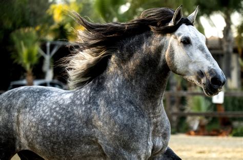We did not find results for: International Andalusian & Lusitano Horse Association ...