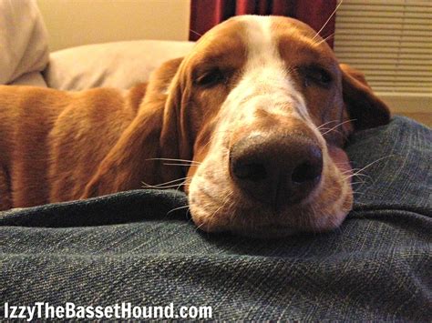Top 10 Basset Hound Sleeping Positions Izzy The Basset Hound Basset