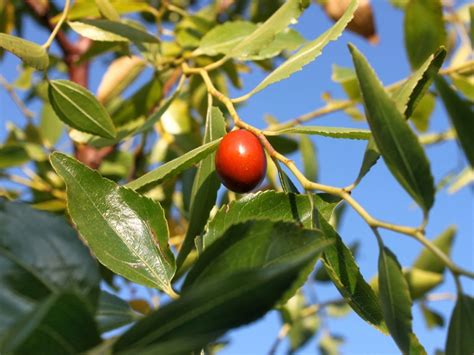 Jujube Tree Care How To Grow A Jujube Tree