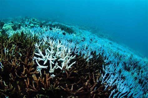 Why Are Coral Reefs Dying And What You Can Do To Help Save Them