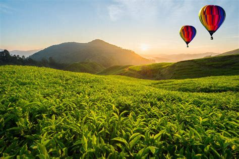 While you're here, make time to enjoy other sights such. Popular Serviced Apartments nearby Cameron Highlands ...