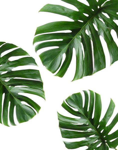 High Resolution Free Printable Tropical Leaves This Beautiful 2 Toned