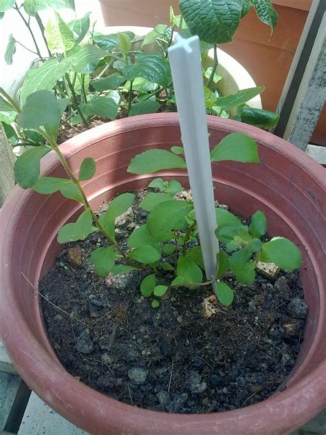 Beli daun stevia langsung dengan harga terbaru 2021 terbaik dari supplier , pabrik, importir, eksportir dan distributor. Manfaatkan masa menghasilkan kemanfaatan: Stevia..pokoknya ...