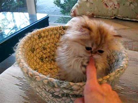 They receive love and daily handling which makes old castle's cats affectionate pets and happy show prospects. Cute Persian kitten, Sirocco - 12.06.08 - YouTube