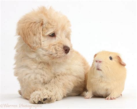 World of peppa pig app. Pets: Cute Toy Goldendoodle puppy and Guinea pig photo WP38285