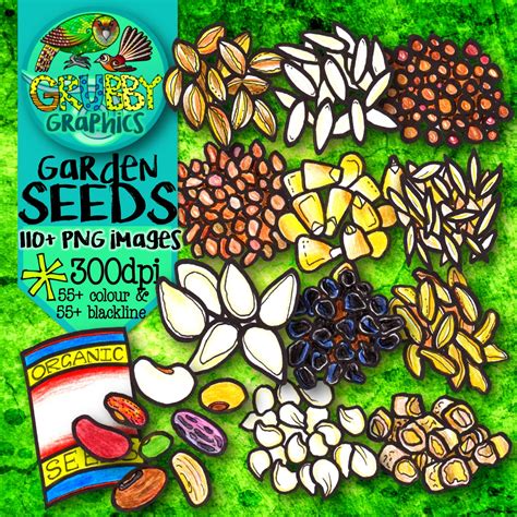 Vegetable Seeds And Seedlings Clip Art