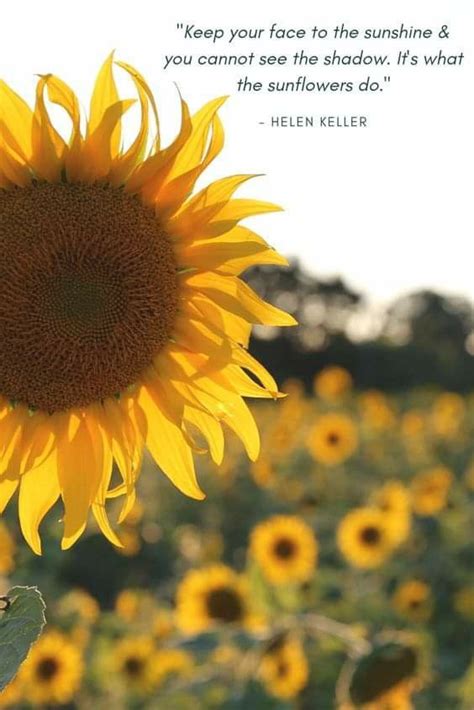 Pin By Haylie Spulick On Quotes Sunflower Quotes Flower Quotes