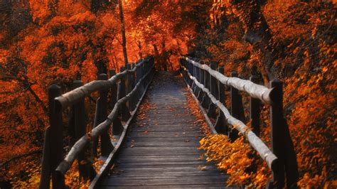 1366x768 A Bridge In Autumn Season 1366x768 Resolution Wallpaper Hd