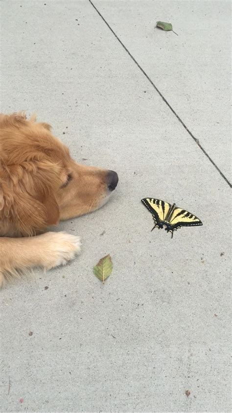 Baileighgirl And Butterfly Golden Retriever Cutest Dog Ever Retriever