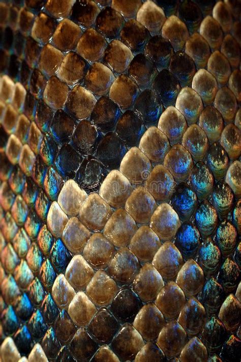 Snakeskin Texture Of The Snake Skin Detail Sponsored Texture
