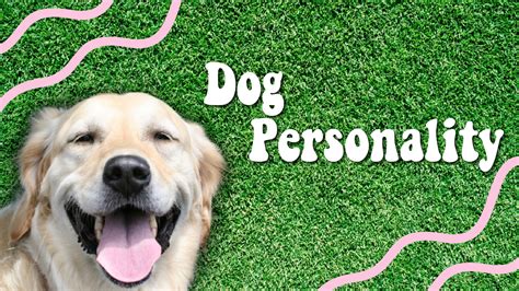 Research Proves Your Dog Has A Unique Personality Happy Tails Inc