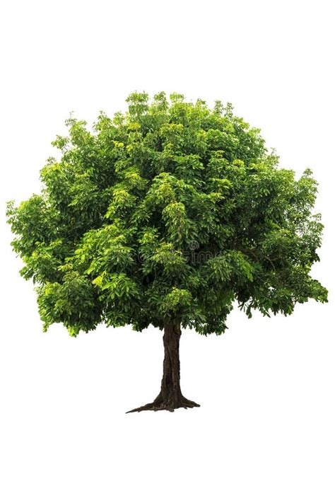 Beautiful Fresh Green Deciduous Tree Isolated On Pure White Background