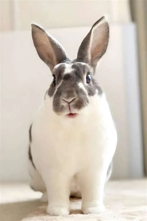 Mini Rex Rabbit Appearance Lifespan Temperament Care Sheet