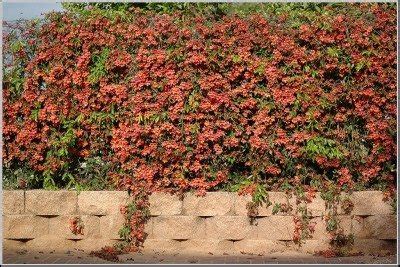 They look too exotic and tropical to grow here, but i love the way. Perennial Flowering Vines - Learn About Vines That Are ...