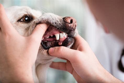 How Many Molars Do Dogs Have