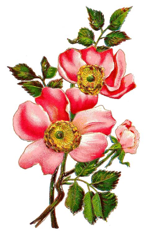 Antique Images Flower Botanical Art Free Digital Image Field Rose