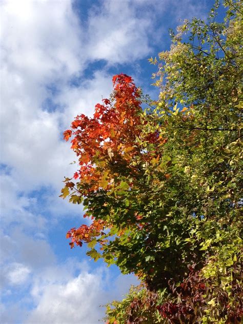 Free Images Tree Nature Branch Sky Sunlight Leaf Flower Autumn