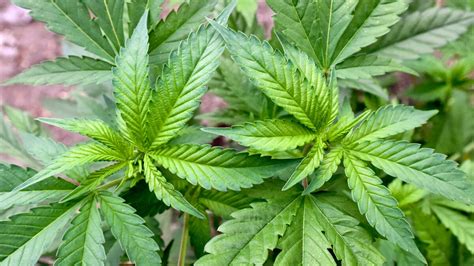 Cannabis Legalisierung Deutschland Ampel Parteien Erlauben Hanf Bald