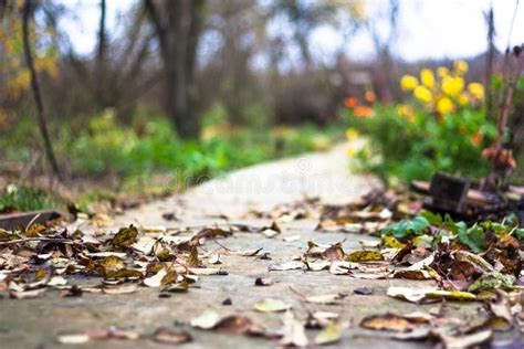 Autumn Path In Garden Fallen Leaves Are On Ground Stock Image Image