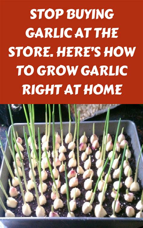 Stop Buying Garlic At The Store Heres How To Grow Garlic Right At
