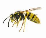 Wasp Vs Yellow Jacket Photos