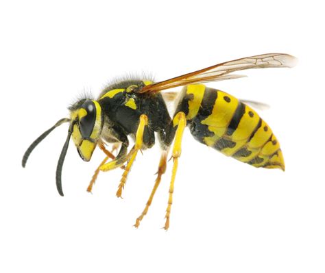 Wasp And Bee Control Allclear Pest Control