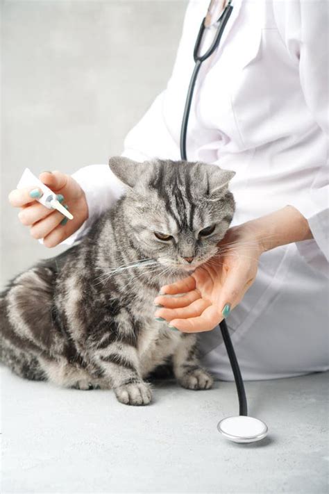 Cat At The Vet`s Appointment Stock Image Image Of Disease Doctor