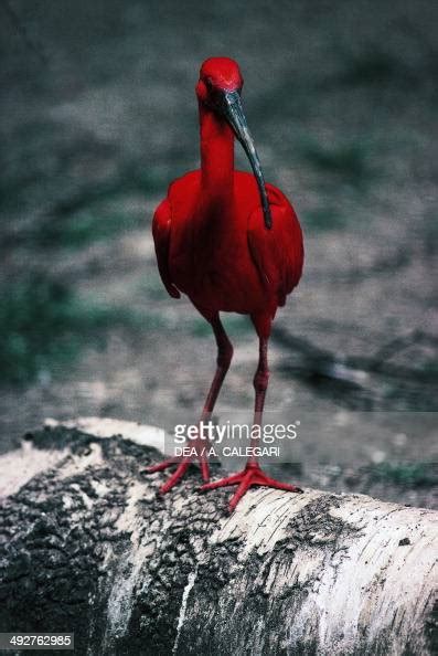 Scarlet Ibis Threskiornithidae News Photo Getty Images