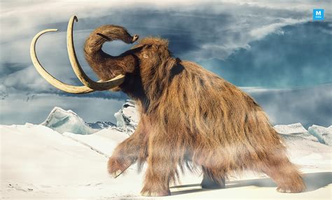 Researchers Say Woolly Mammoth Went Extinct 4000 Years Ago On An