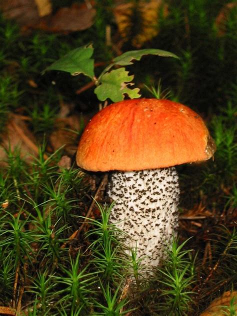 Kozak Czerwony Грибы Дикие грибы Природа