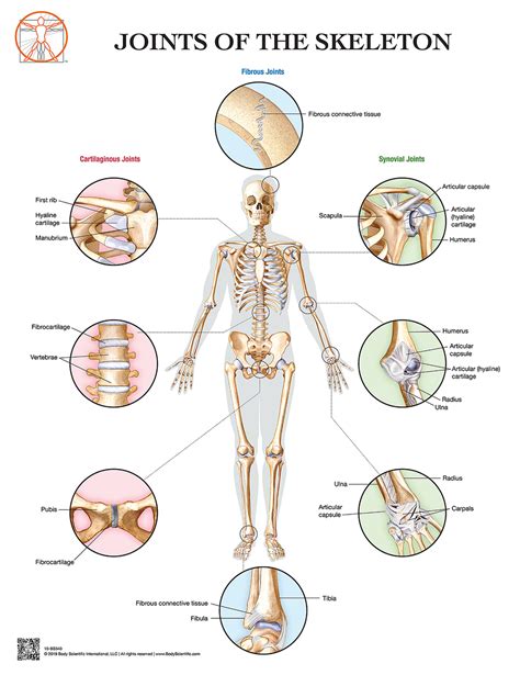 Joints Of The Human Skeleton Clinical Charts And Supplies