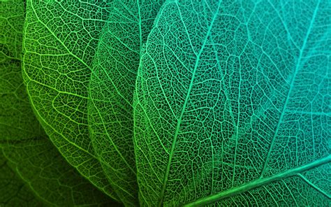 Green Leaves Hd Wallpaper 4k