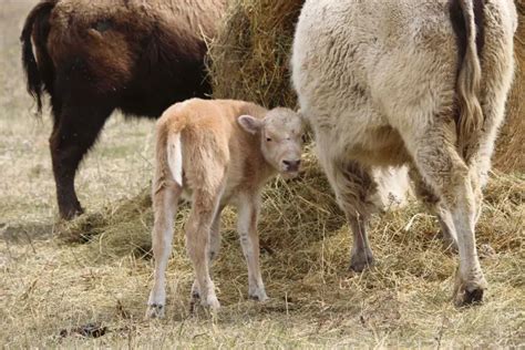 Birth Of Rare White Bison A Blessing For Dakota Nation