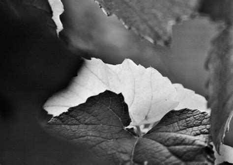 Vine Leaf Texture Colour Contrast Free Stock Photo Public Domain Pictures