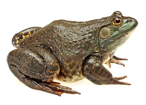 American Bullfrog Facts Critterfacts