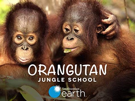 Orangutan Jungle School 2018